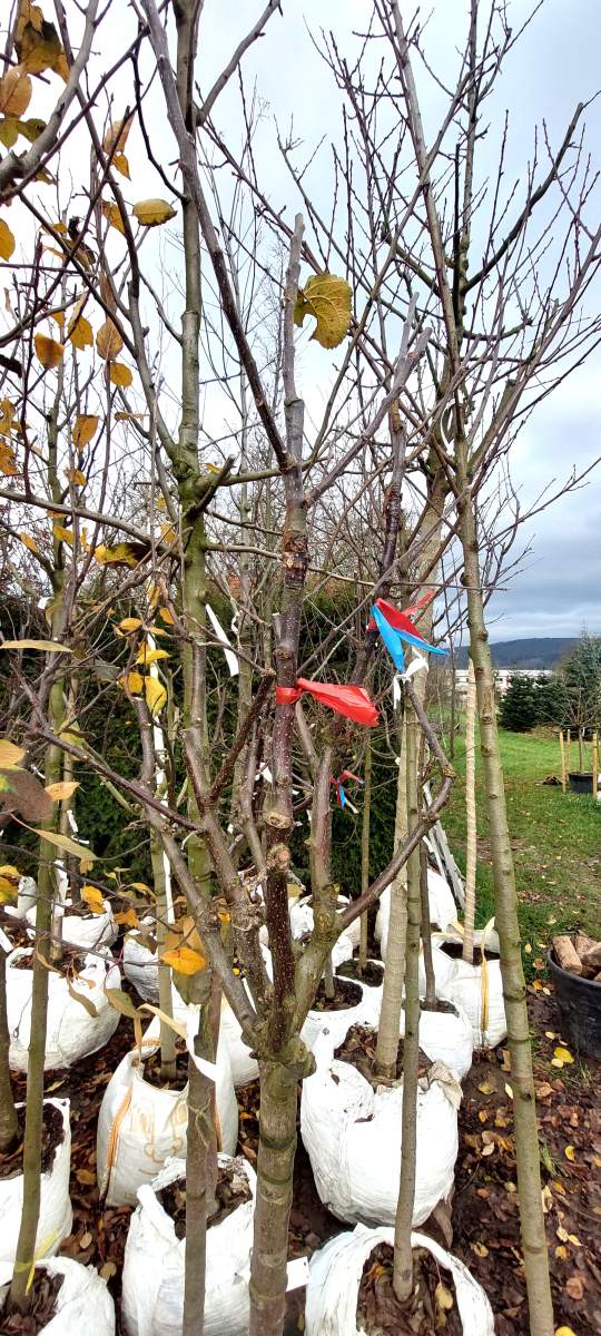 Apfel: Mehrsortenbaum -  Roter Boskoop - Holsteiner Cox - Elstar