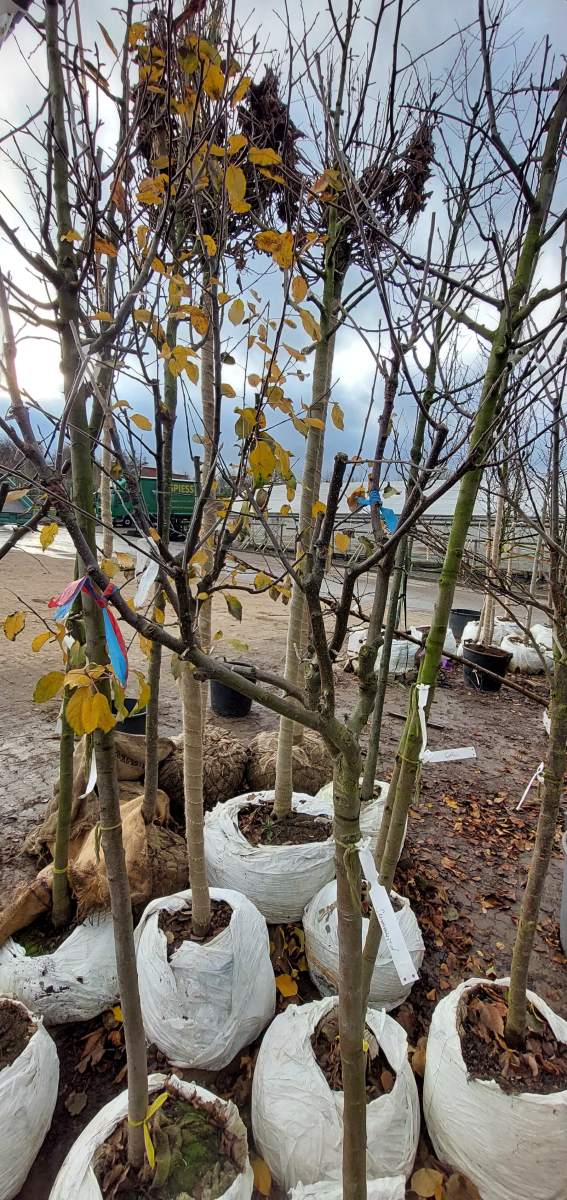 Apfel: Mehrsortenbaum -  Roter Boskoop - Cox Orange - Holsteiner Cox