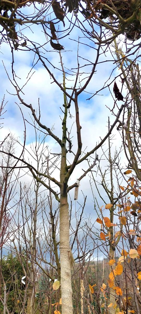 Apfel Schöner von Boskoop - Hochstamm