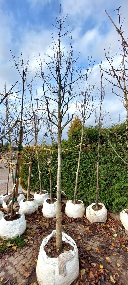 Gellerts Butterbirne - Hochstamm