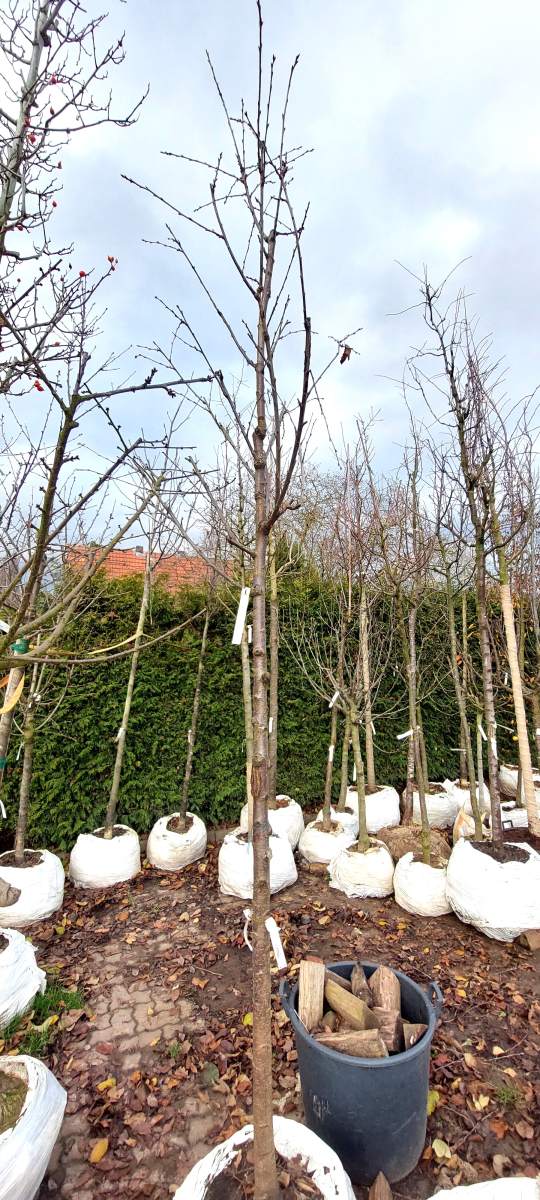 Süßkirsche Lapins - Hochstamm