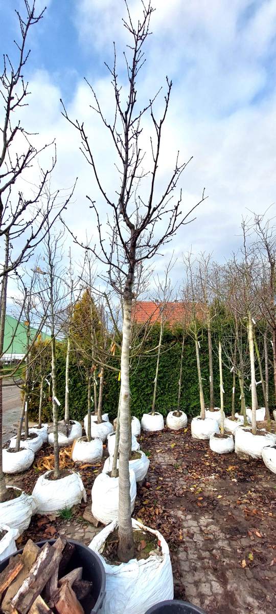 Dürkheimer Krachmandel - Hochstamm