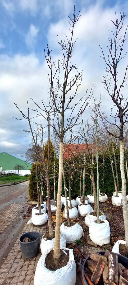 Dürkheimer Krachmandel - Hochstamm