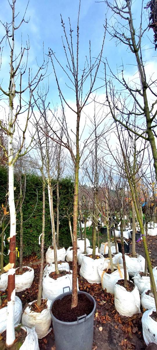 Süßkirsche Burlat - Hochstamm