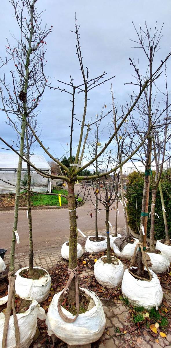 Süßkirsche Narana - Halbstamm