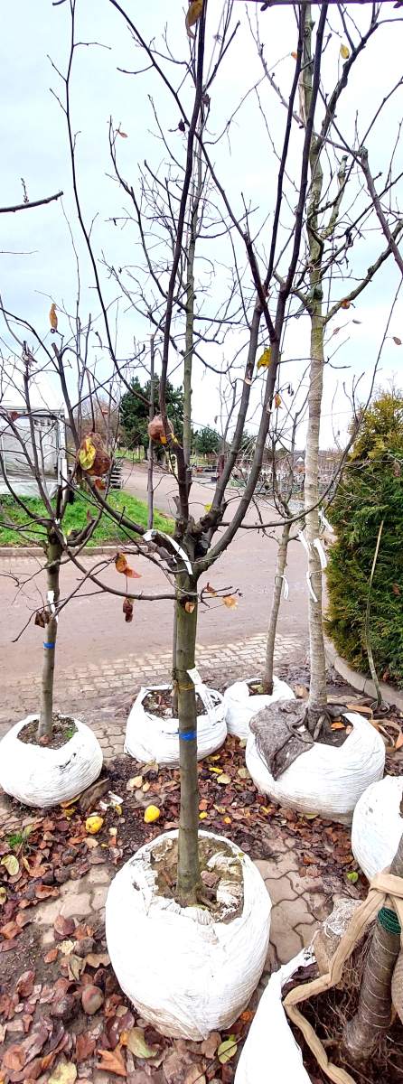 Portugiesische Birnenquitte - Halbstamm