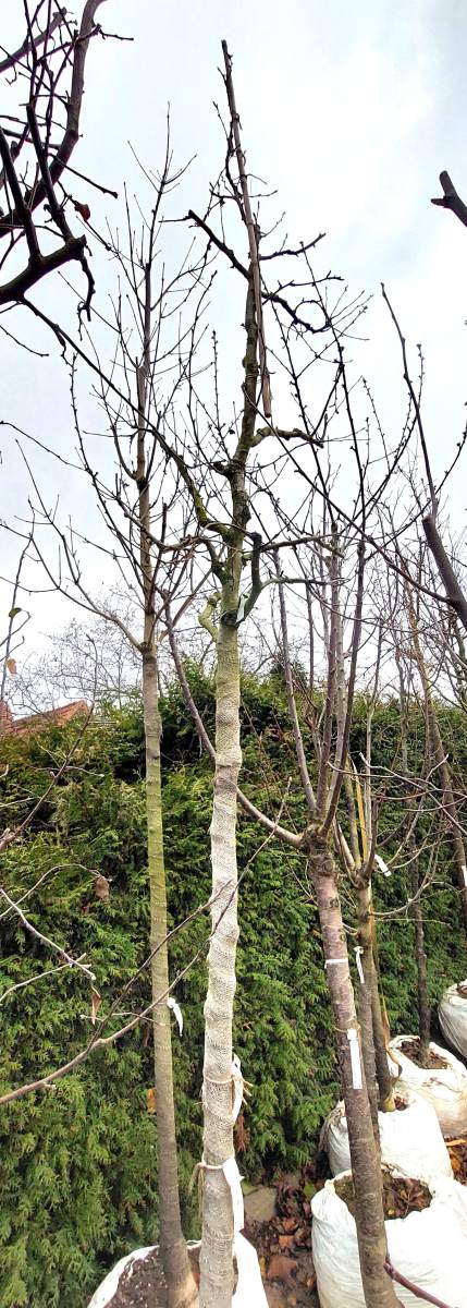 Birne Alexander Lucas - Hochstamm