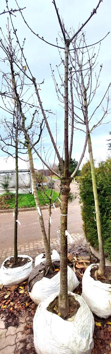 Süßkirsche Große Prinzessinkirsche - Halbstamm