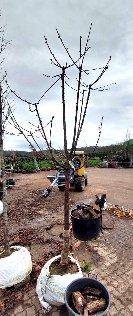 Süßkirsche Große Prinzessinkirsche - Halbstamm