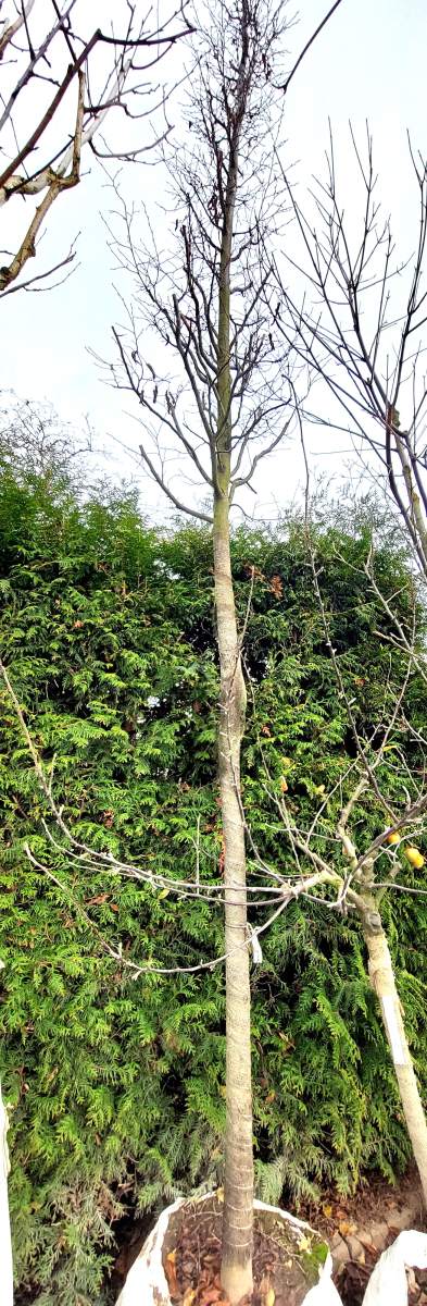 Säulen-Hainbuche - Hochstamm