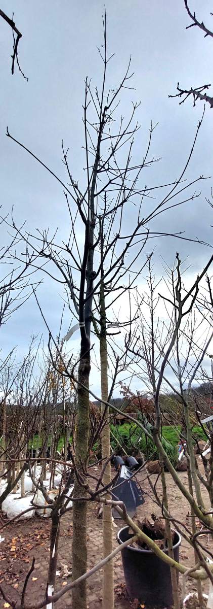 Bienenbaum - Hochstamm