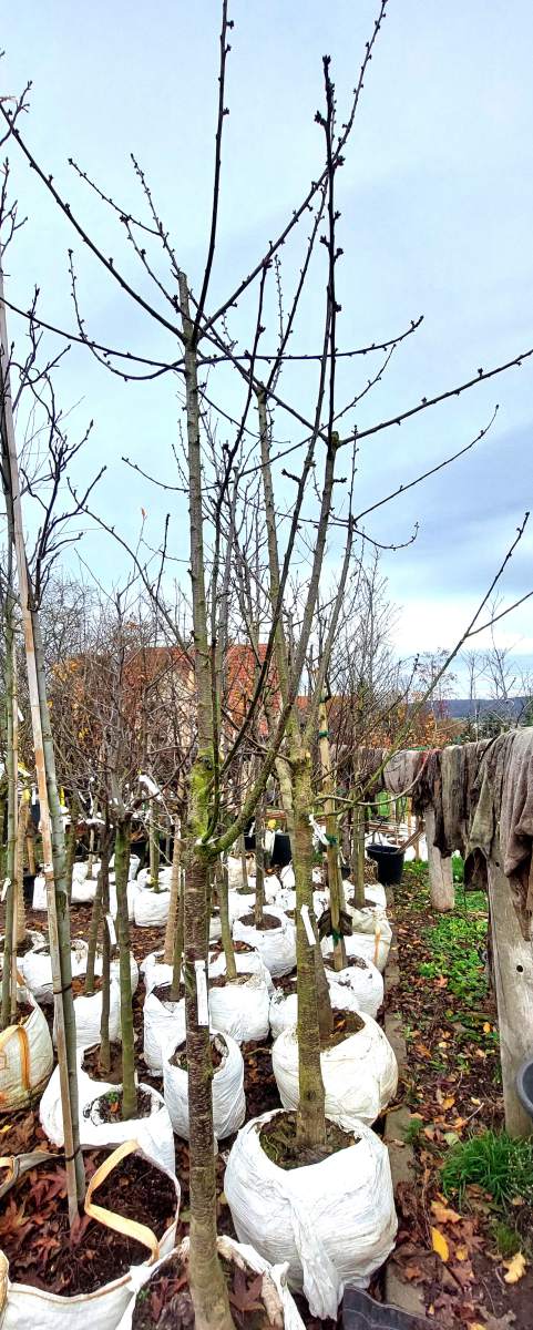 Süßkirsche Büttners Rote Knorpelkirsche - Halbstamm