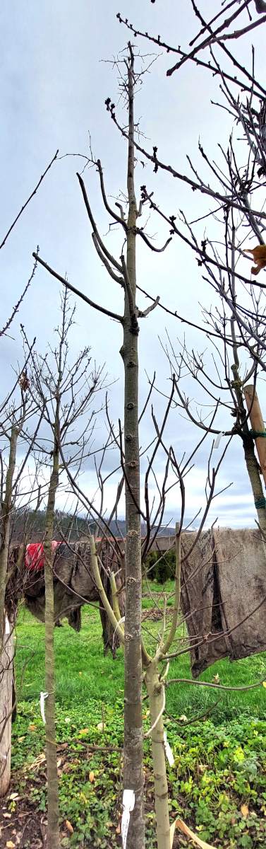 Kleinkronige Winterlinde Rancho - Hochstamm