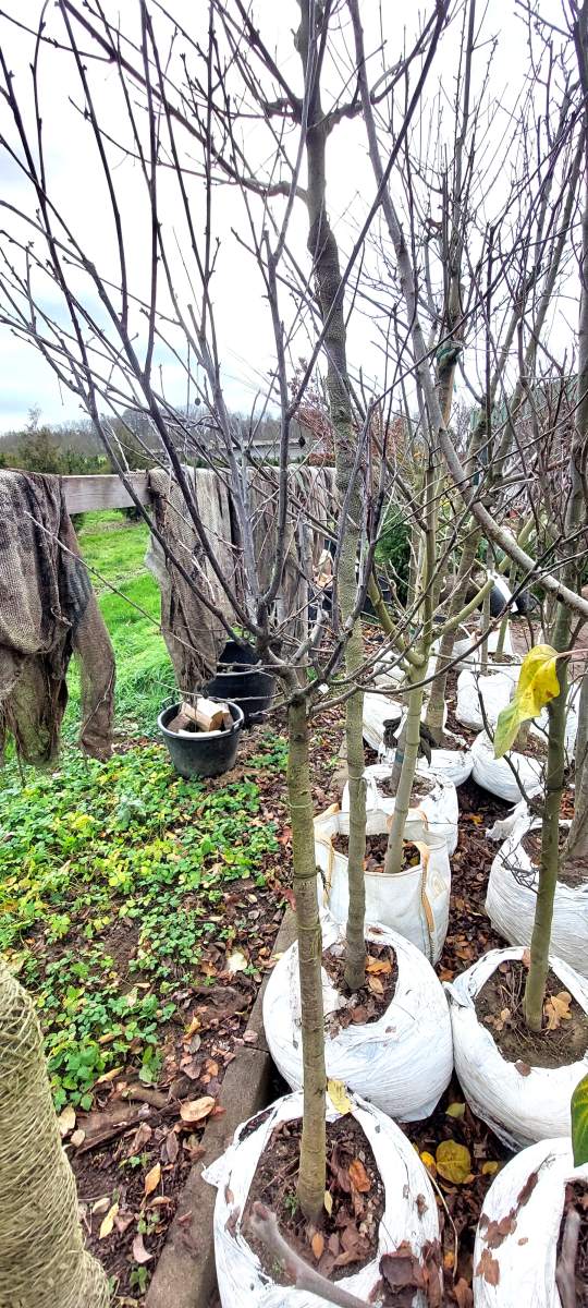 Sauerkirsche Morellenfeuer - Halbstamm
