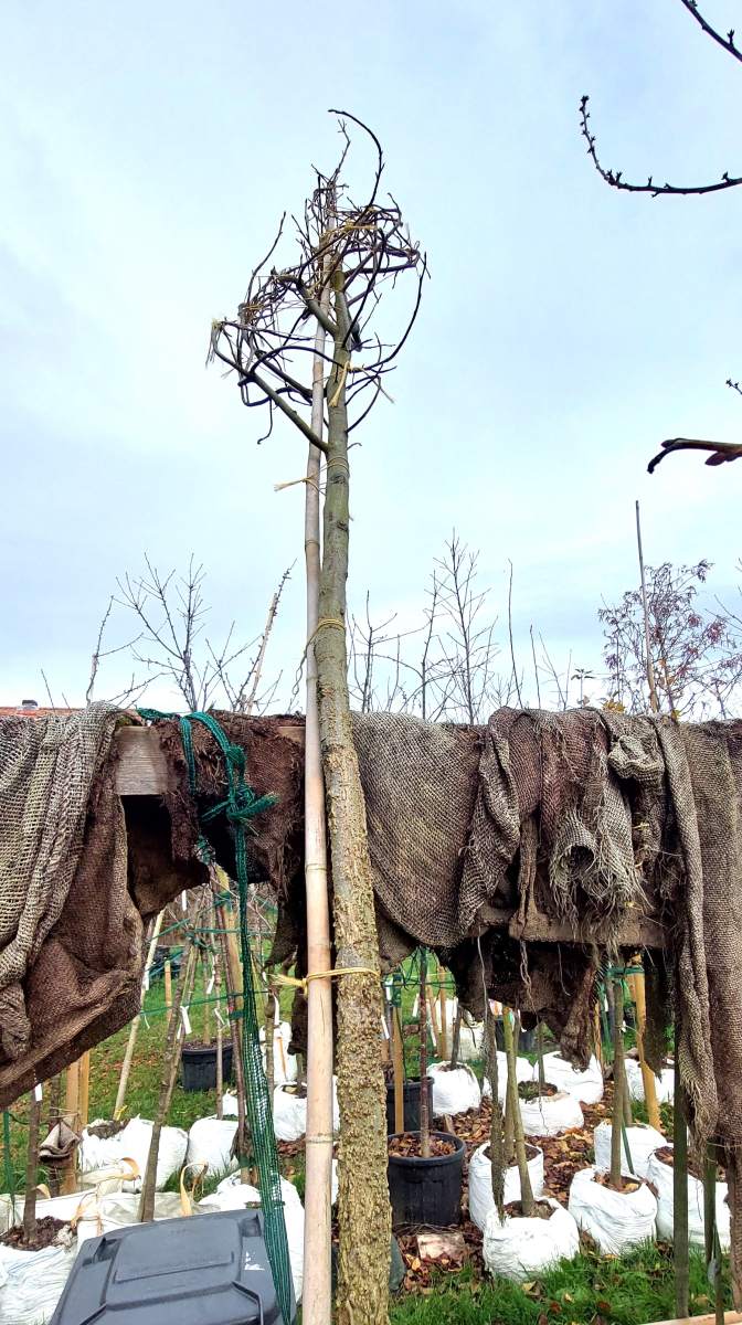 Amberbaum - Hochstamm