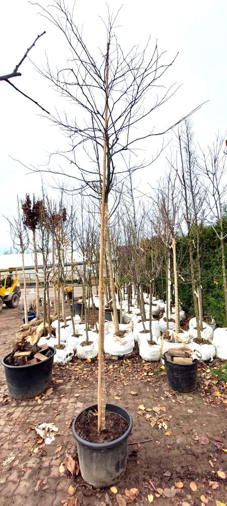 Judasbaum: Rotlaubiger Judasbaum - Hochstamm