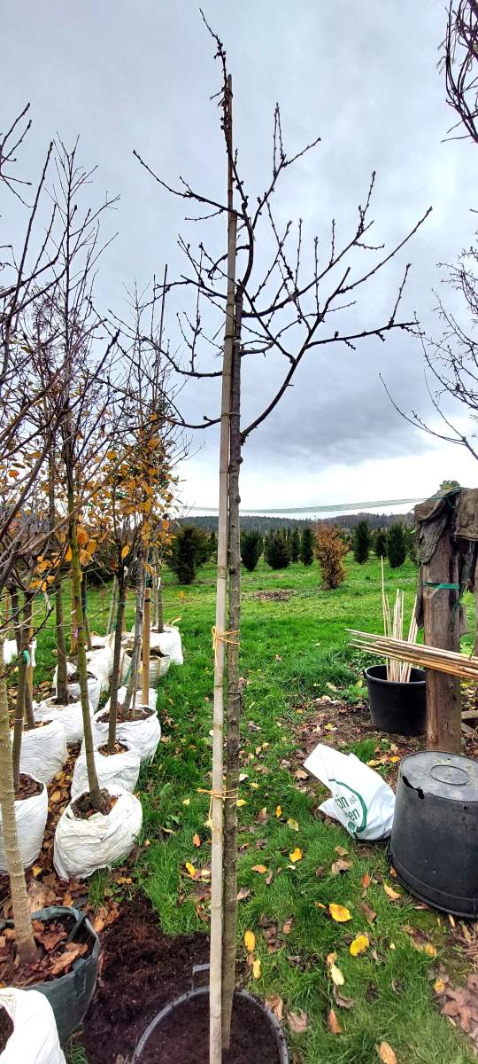 Zwerg-Sauerkirsche Nabella - Hochstamm