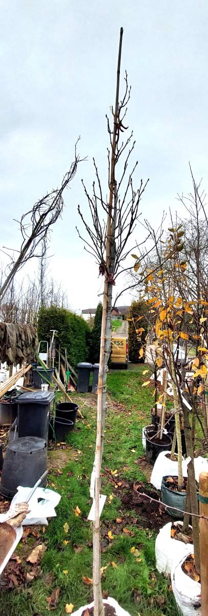 Säulen-Amberbaum - Hochstamm