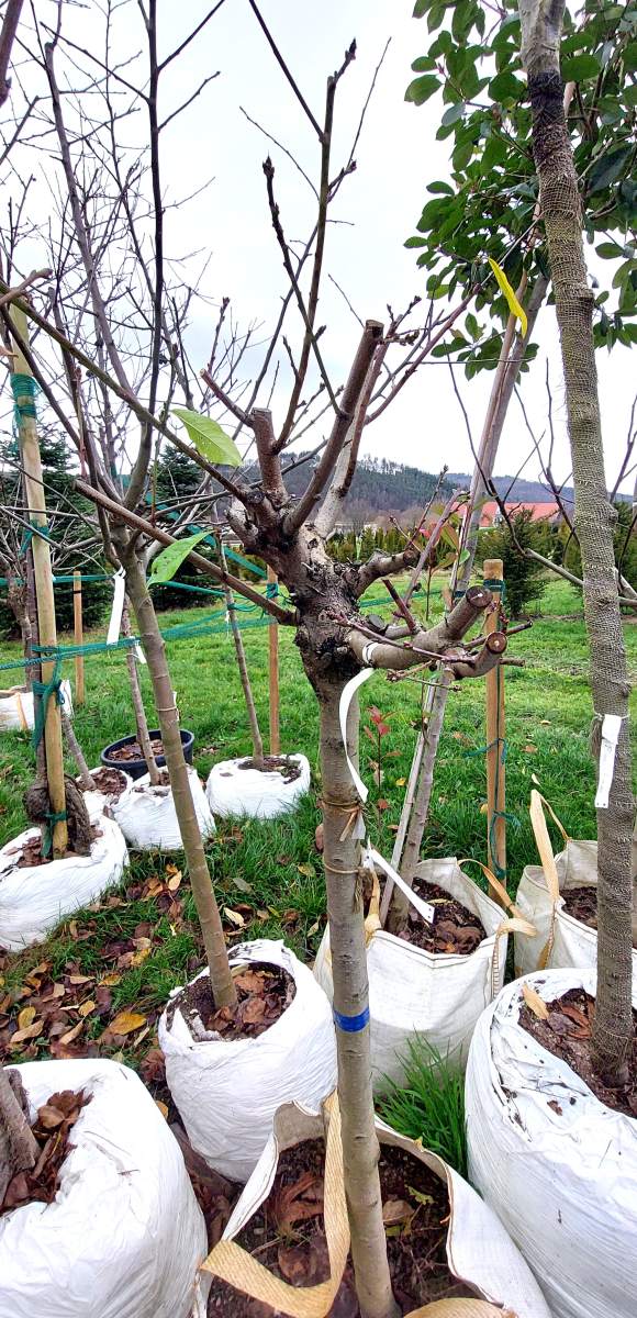 Pfirsich: Plattpfirsich / Tellerpfirsich - Halbstamm