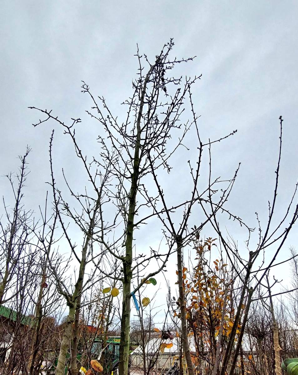 Birne Gute Luise - Hochstamm