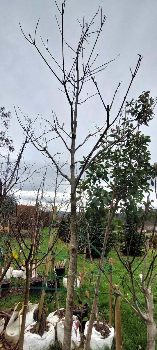 Bienenbaum - Hochstamm