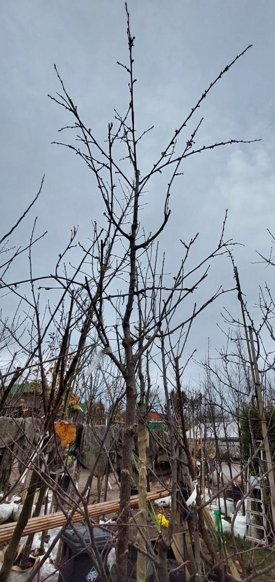Süßkirsche Kassins Frühe Herzkirsche - Hochstamm