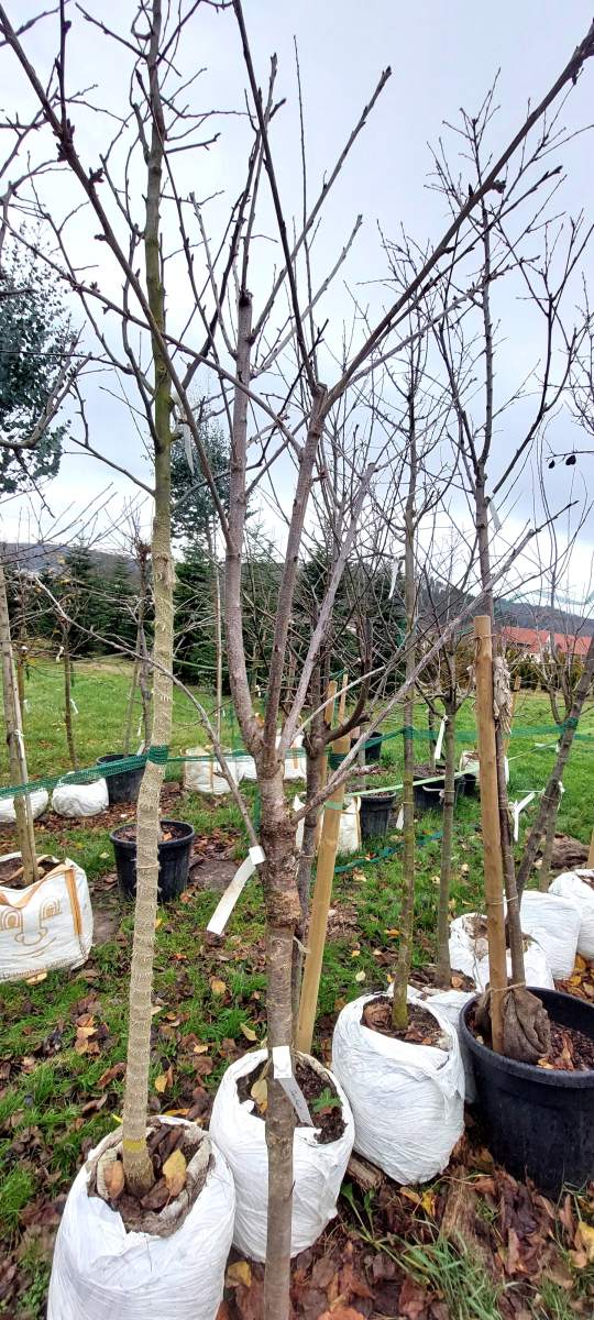 Süßkirsche Sunburst - Halbstamm