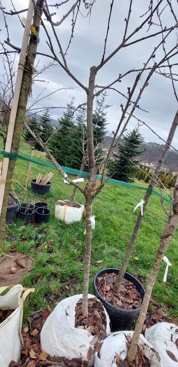 Süßkirsche Sunburst - Halbstamm