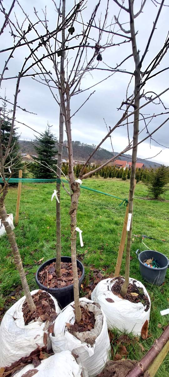 Süßkirsche Sunburst - Halbstamm