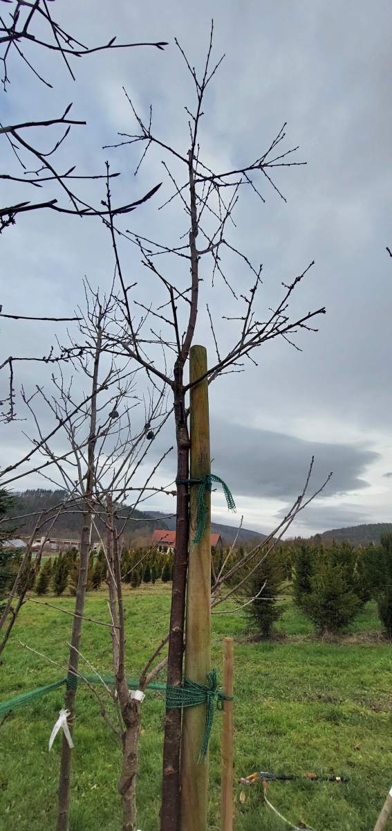 Süßkirsche Sunburst - Hochstamm