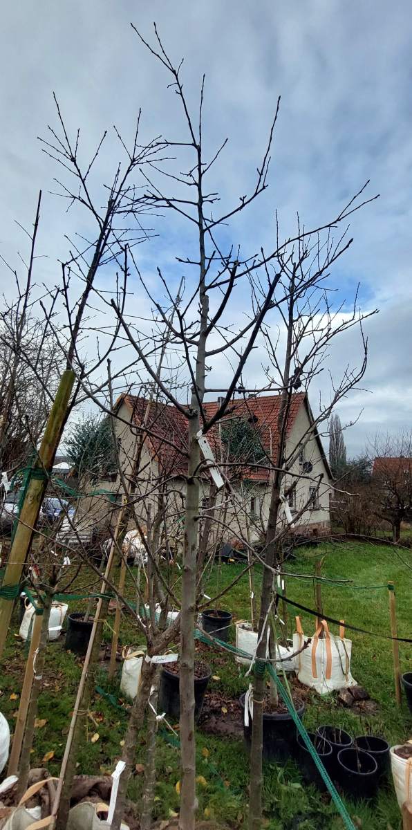 Apfel Roter Boskoop - Hochstamm
