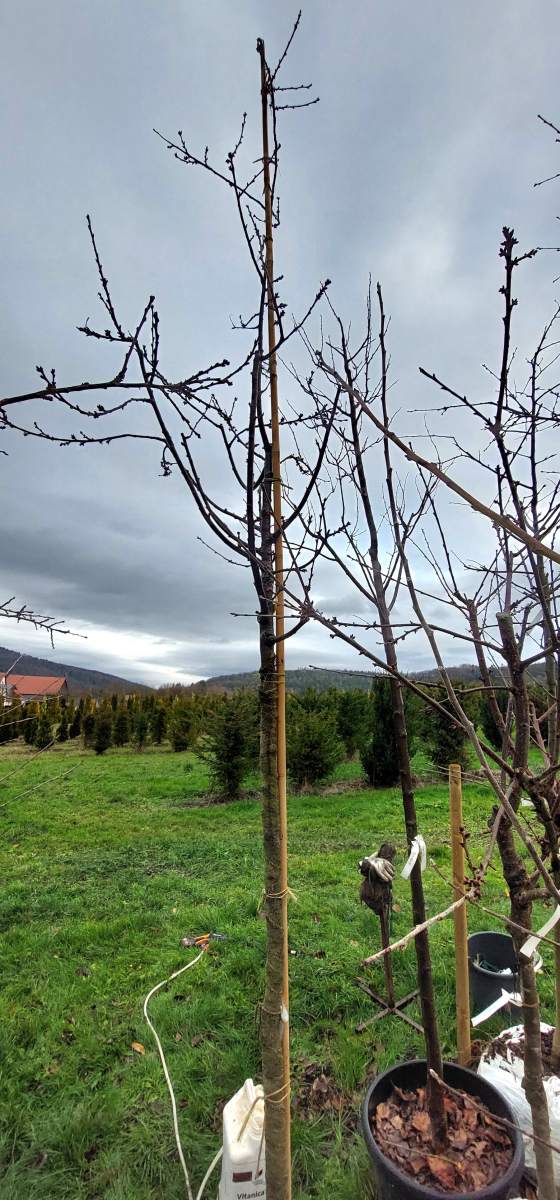 Zwerg-Sauerkirsche Nabella - Hochstamm