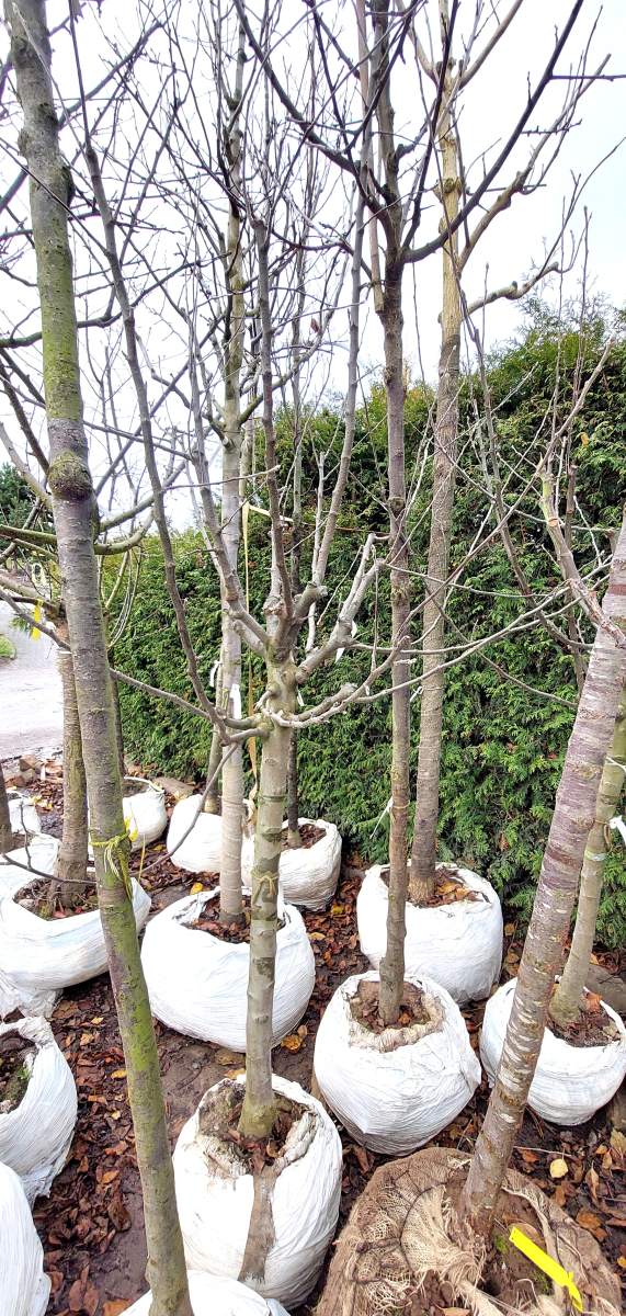 Apfel Florina - Halbstamm