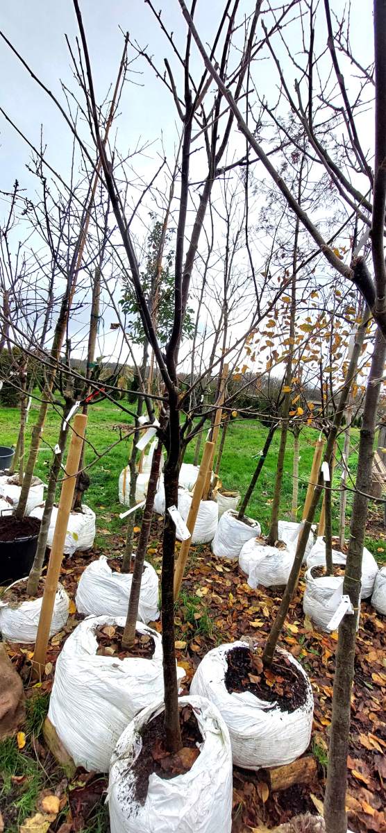 Hauszwetschge - Halbstamm