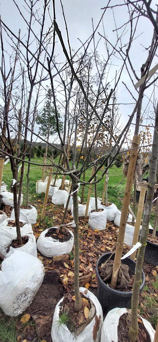 Apfel Roter Boskoop - Halbstamm