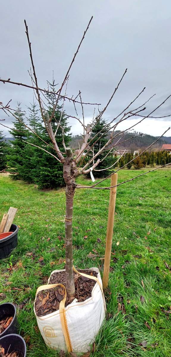 Süßkirsche Sunburst