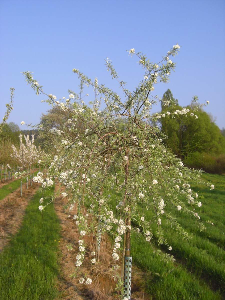 Birne: Weidenblättrige Hängebirne