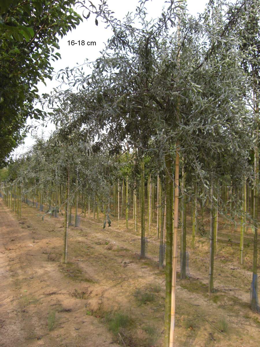 Birne: Weidenblättrige Hängebirne