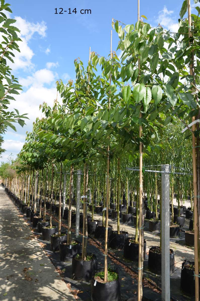 Süßkirsche: Merchant