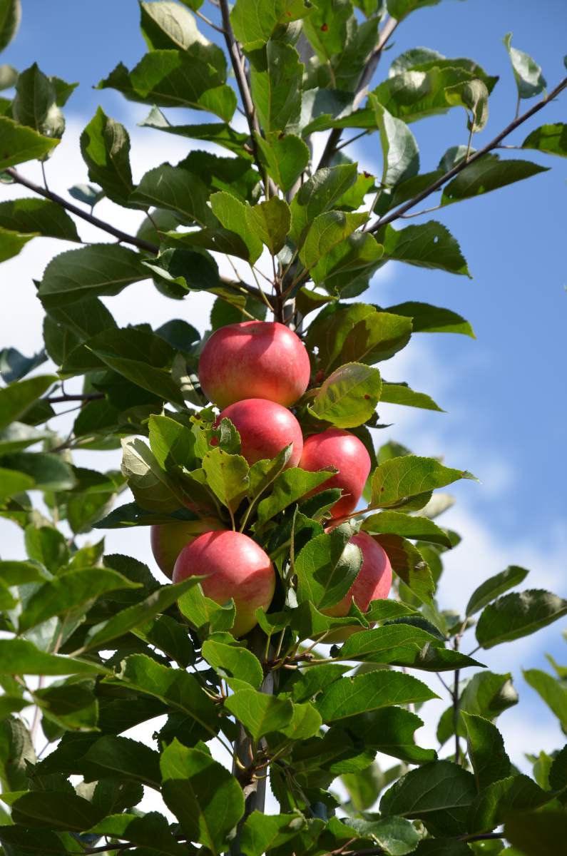 Apfel: Discovery