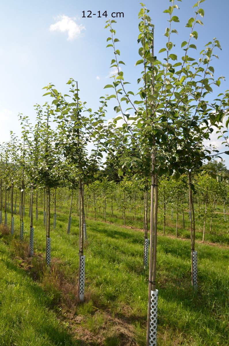 Apfel: Finkenwerder Herbstprinzenapfel