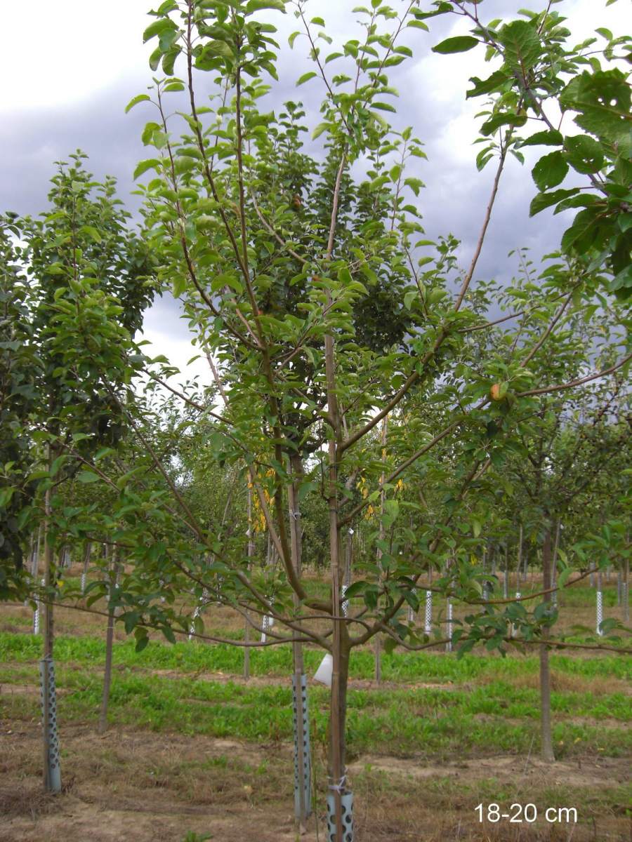Apfel: Finkenwerder Herbstprinzenapfel