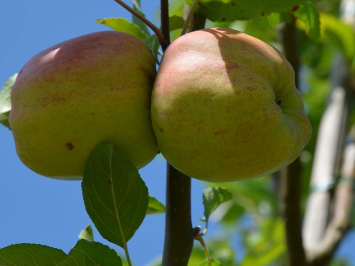 Apfel: Finkenwerder Herbstprinzenapfel