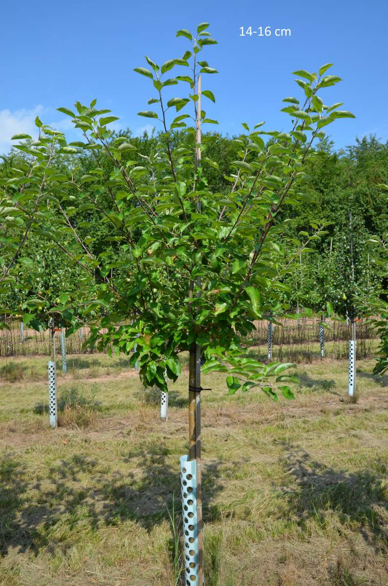 Apfel: Finkenwerder Herbstprinzenapfel
