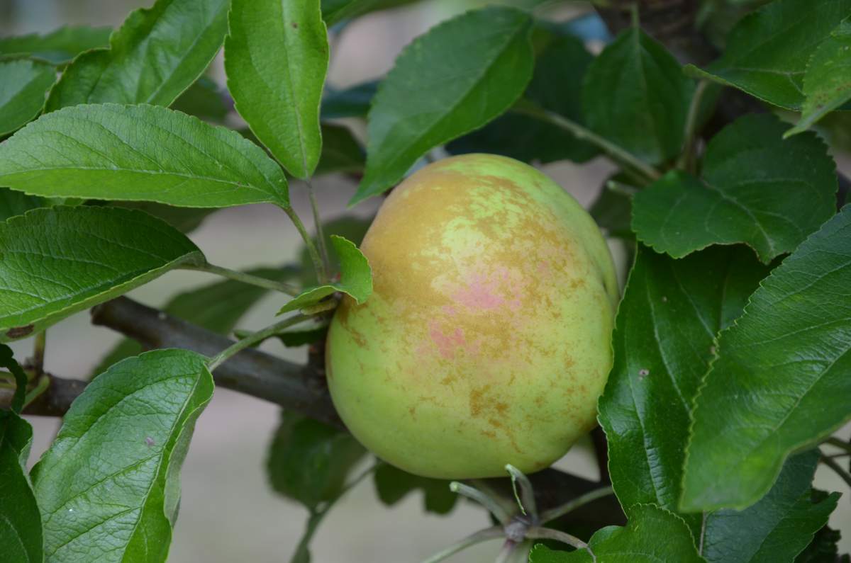 Apfel: Finkenwerder Herbstprinzenapfel
