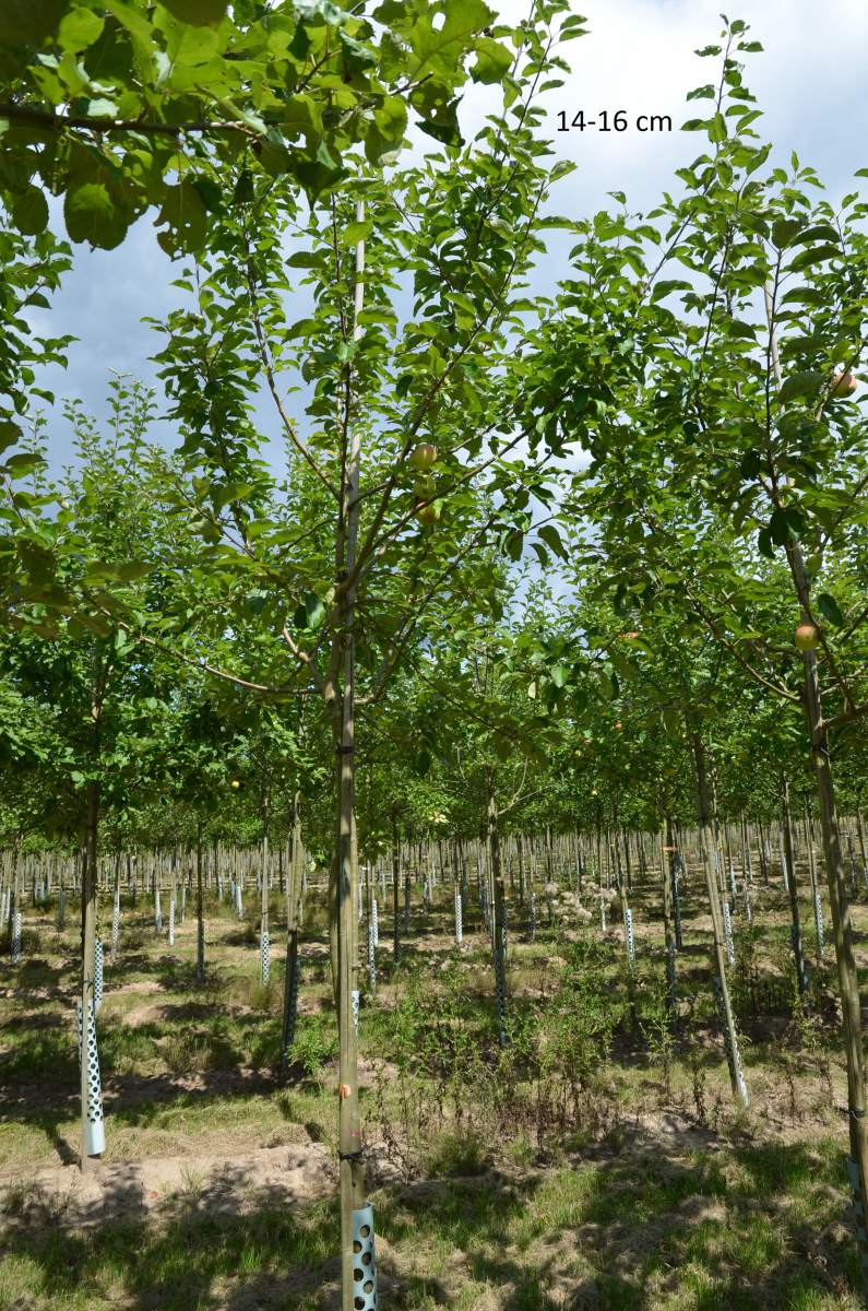 Apfel: Finkenwerder Herbstprinzenapfel