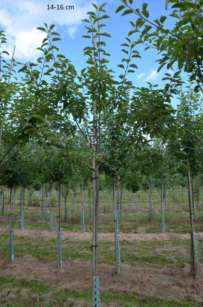 Apfel: Finkenwerder Herbstprinzenapfel