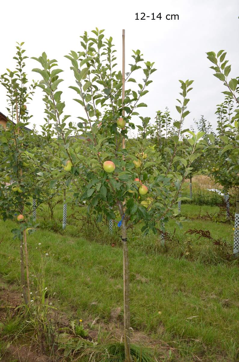 Apfel: Rebella