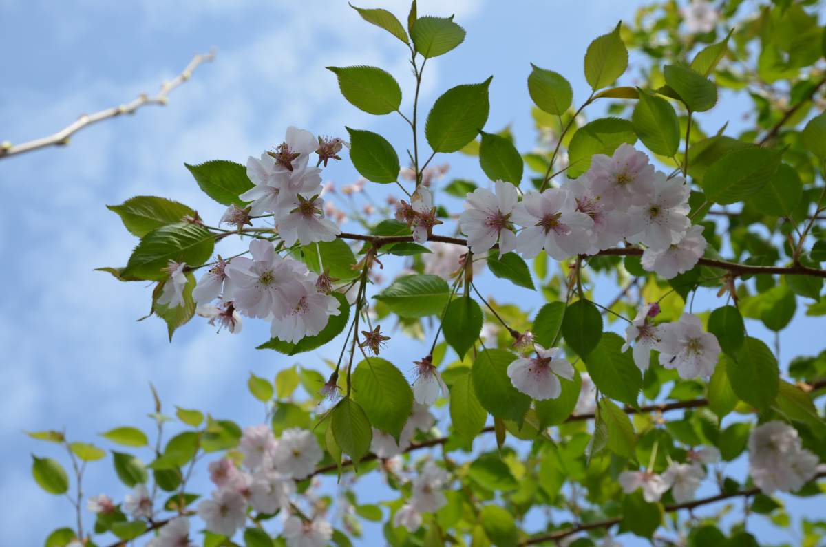 Zierkirsche: Frühe Cherry-Zierkirsche Accolade