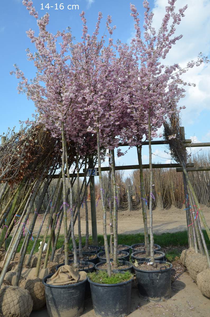 Zierkirsche: Frühe Cherry-Zierkirsche Accolade